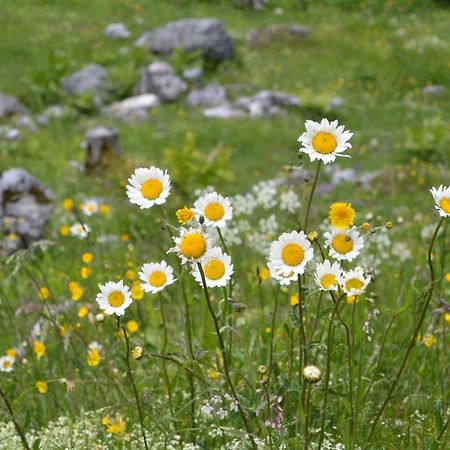 Gloesalm Apartment Ramsau am Dachstein Ngoại thất bức ảnh